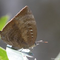 Arhopala centaurus Doubleday, 1847